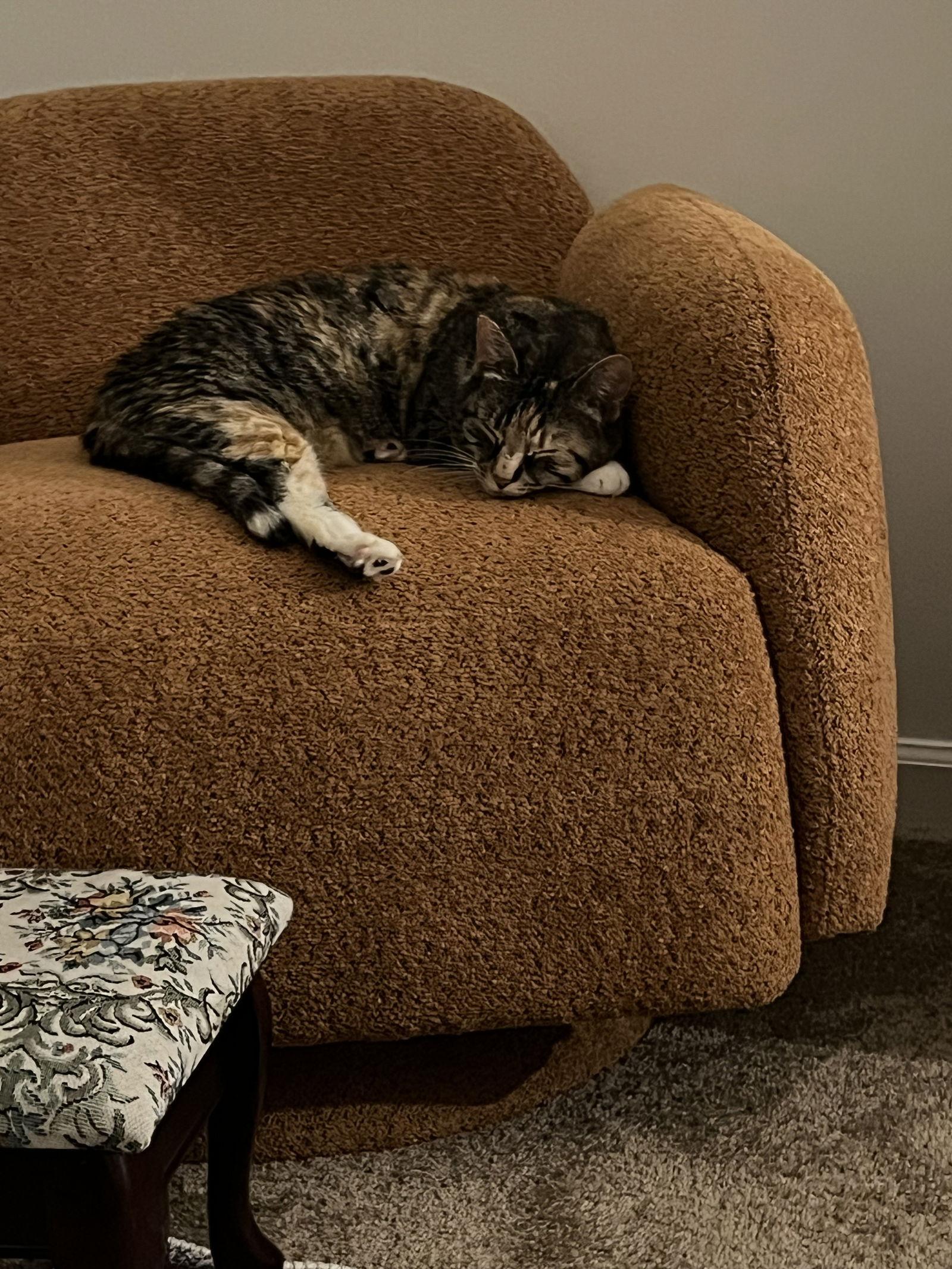 Sally Owens, Adoptable, Adult Female Domestic Short Hair.