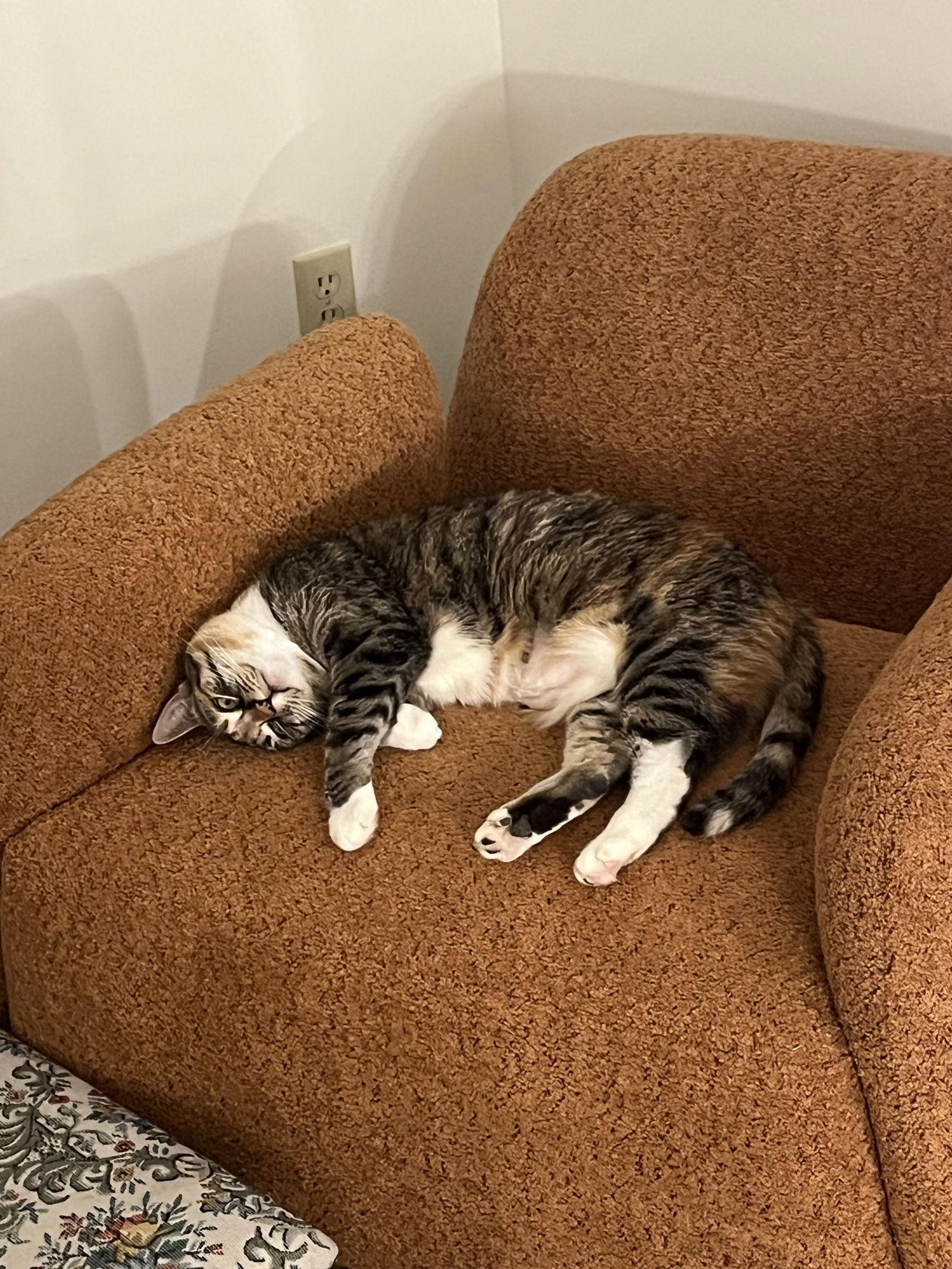 Enlarge Sally Owens, a Adoptable Domestic Short Hair in Rochester, NY image 2/3