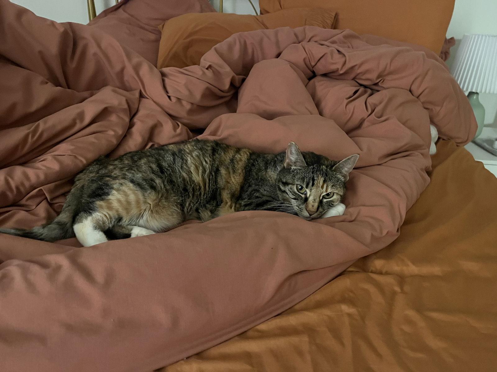 Enlarge Sally Owens, a Adoptable Domestic Short Hair in Rochester, NY image 3/3