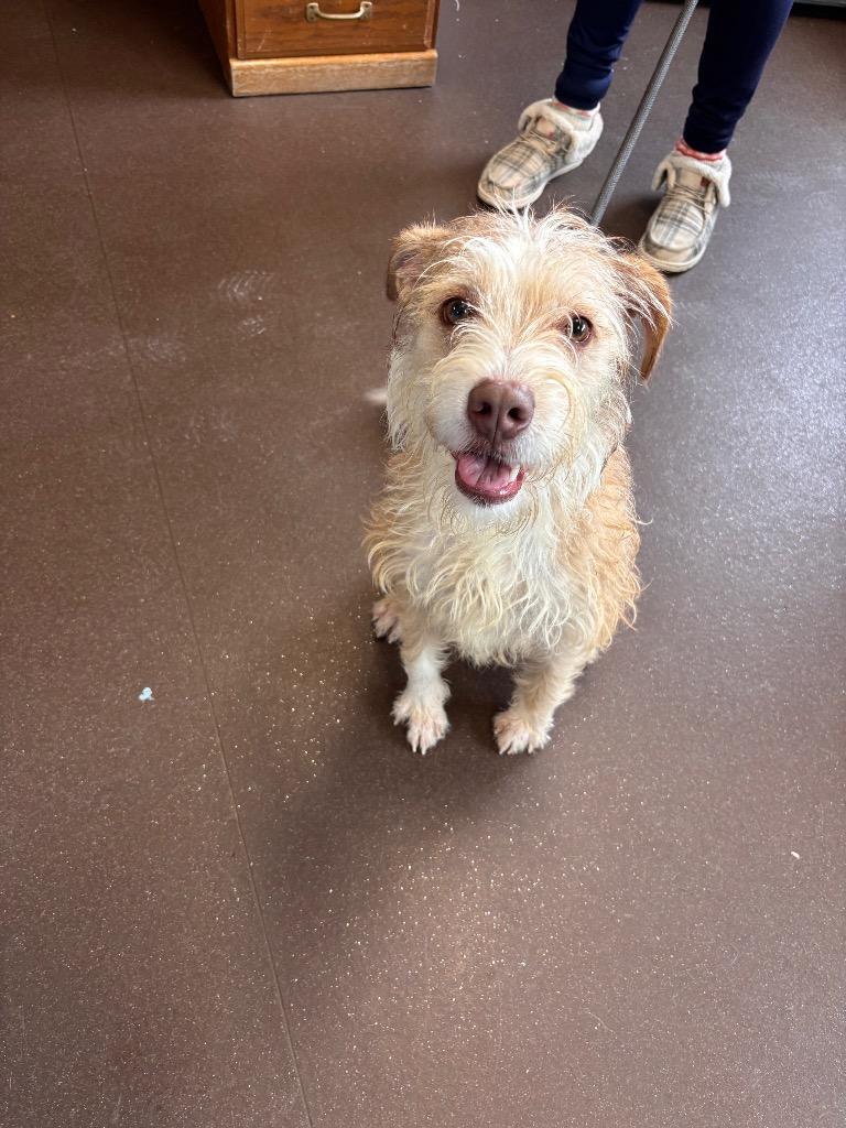 Benji, Adoptable, Young Male Terrier.
