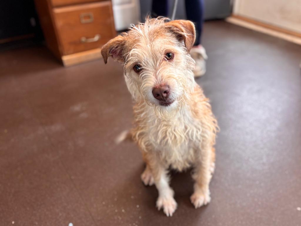 Benji, a Adoptable Terrier in Port Jervis, NY image 2/3