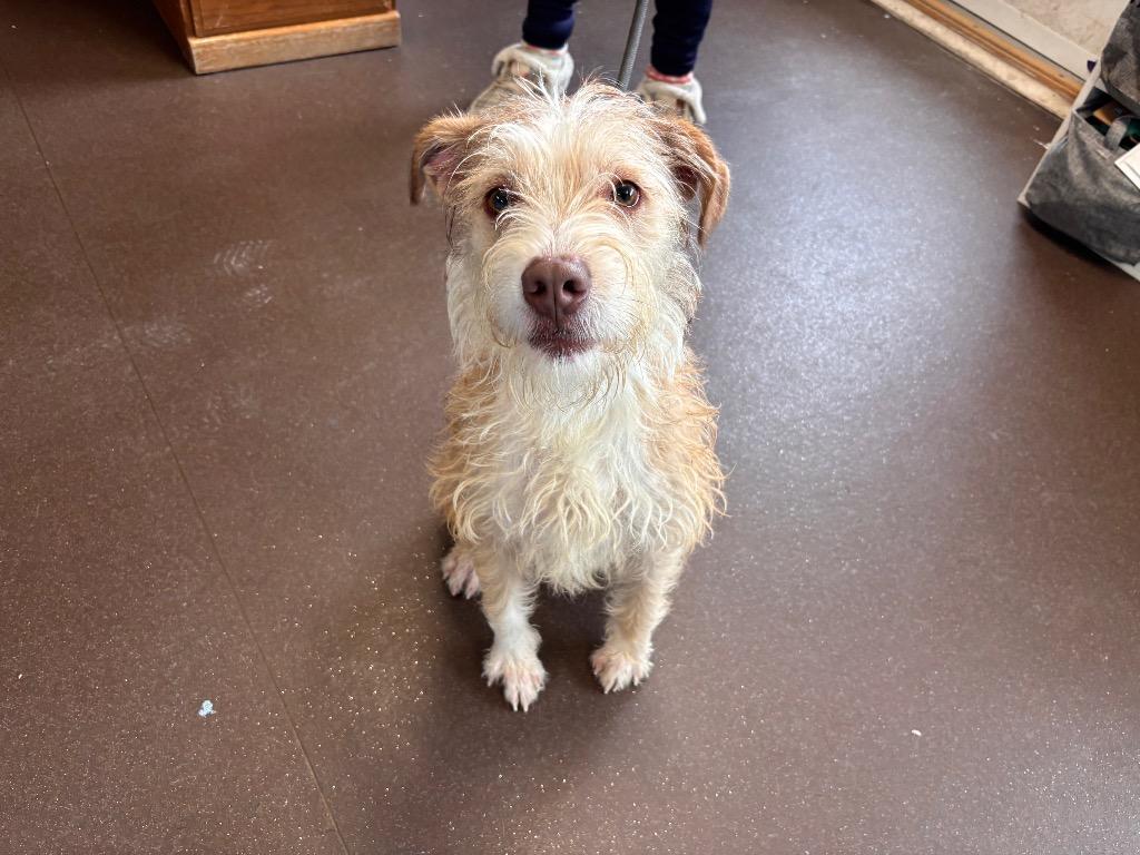 Benji, a Adoptable Terrier in Port Jervis, NY image 3/3
