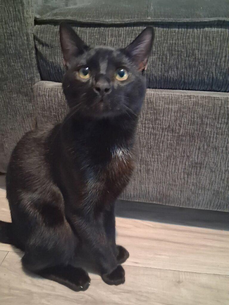 Enlarge Choco Taco, a Adoptable Domestic Short Hair in Sherman Oaks, CA image 3/6