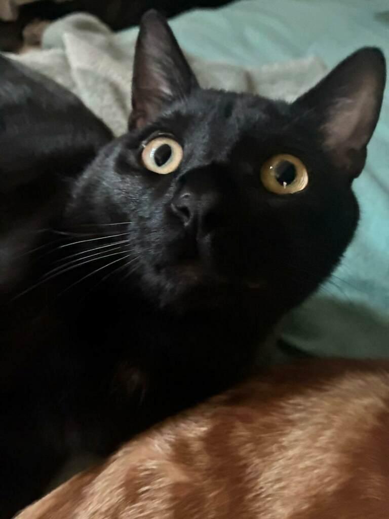 Enlarge Choco Taco, a Adoptable Domestic Short Hair in Sherman Oaks, CA image 5/6