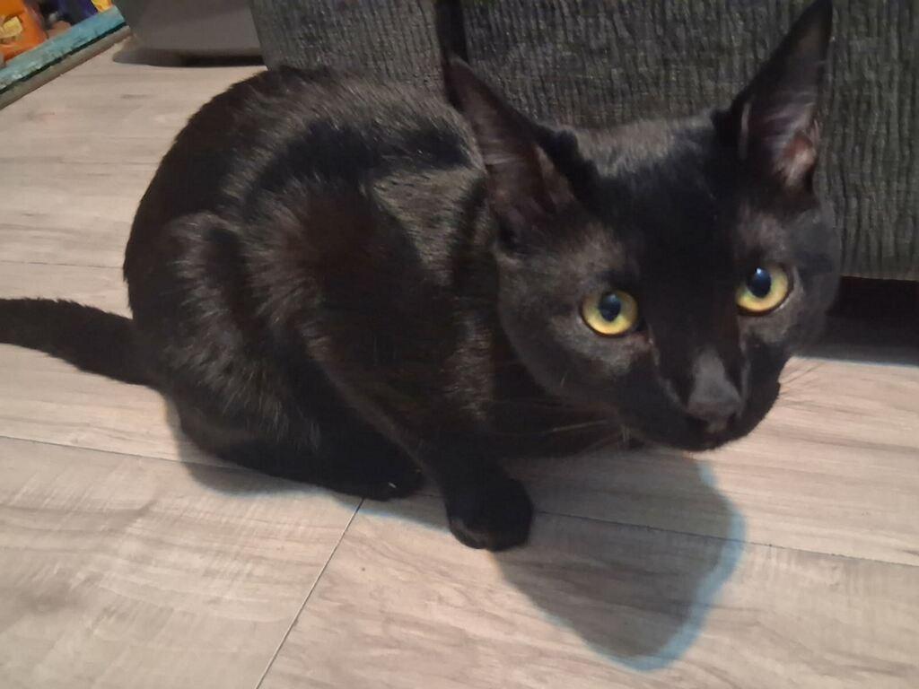 Enlarge Choco Taco, a Adoptable Domestic Short Hair in Sherman Oaks, CA image 4/6