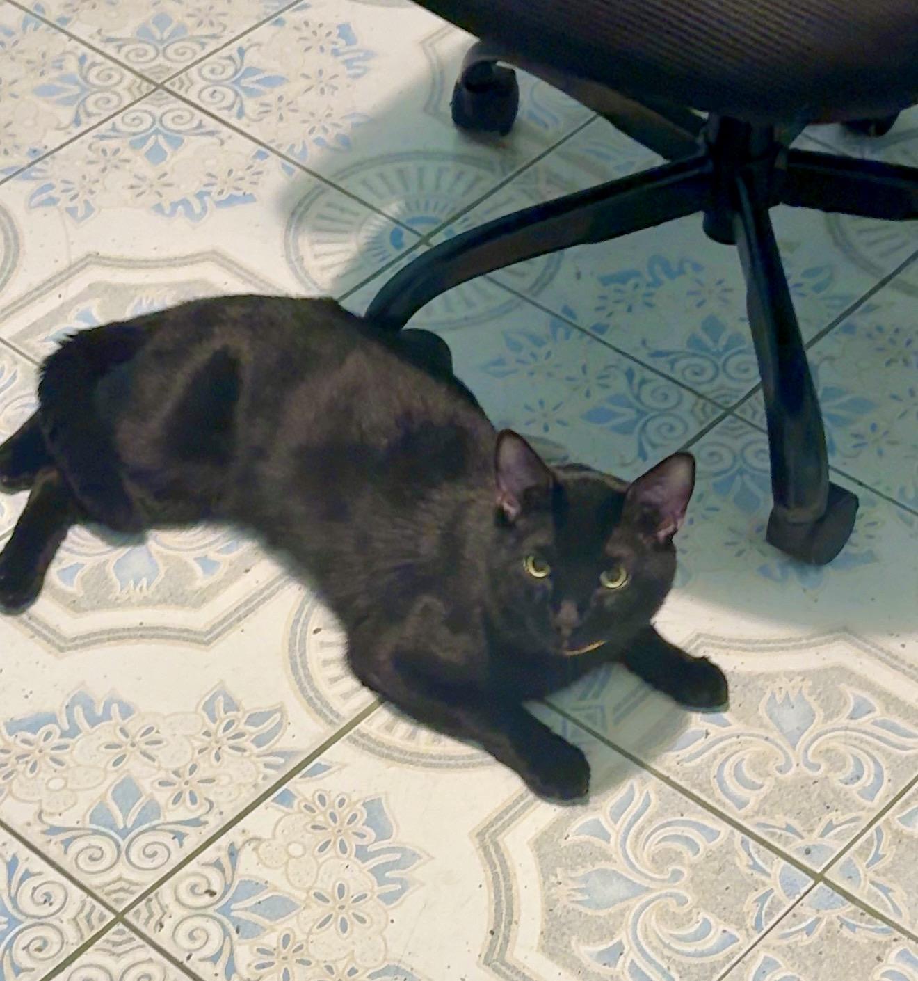 Enlarge Choco Taco, a Adoptable Domestic Short Hair in Sherman Oaks, CA image 1/6