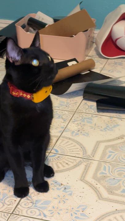 Enlarge Choco Taco, a Adoptable Domestic Short Hair in Sherman Oaks, CA video 2/6