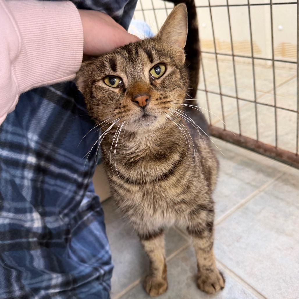 Boop, Adoptable, Adult Male Domestic Short Hair.