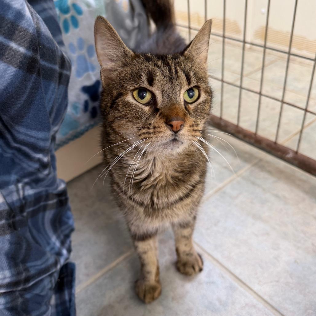 Enlarge Boop, a Adoptable Domestic Short Hair in East Smithfield , PA image 2/5