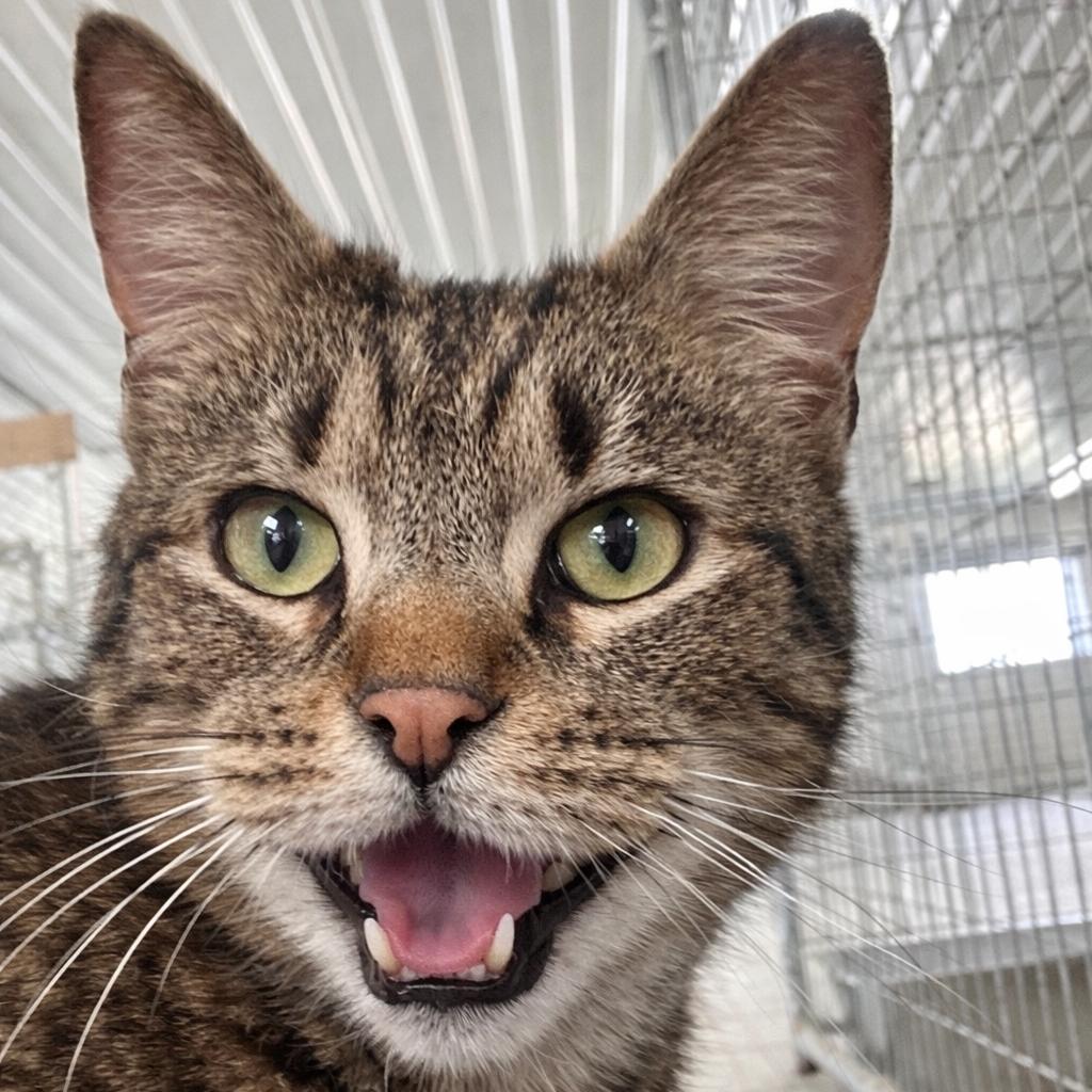 Enlarge Boop, a Adoptable Domestic Short Hair in East Smithfield , PA image 3/5