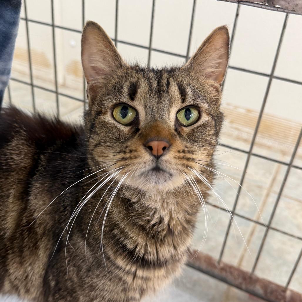 Enlarge Boop, a Adoptable Domestic Short Hair in East Smithfield , PA image 4/5