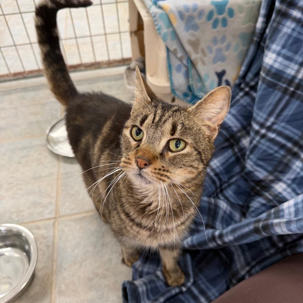 Enlarge Boop, a Adoptable Domestic Short Hair in East Smithfield , PA image 5/5