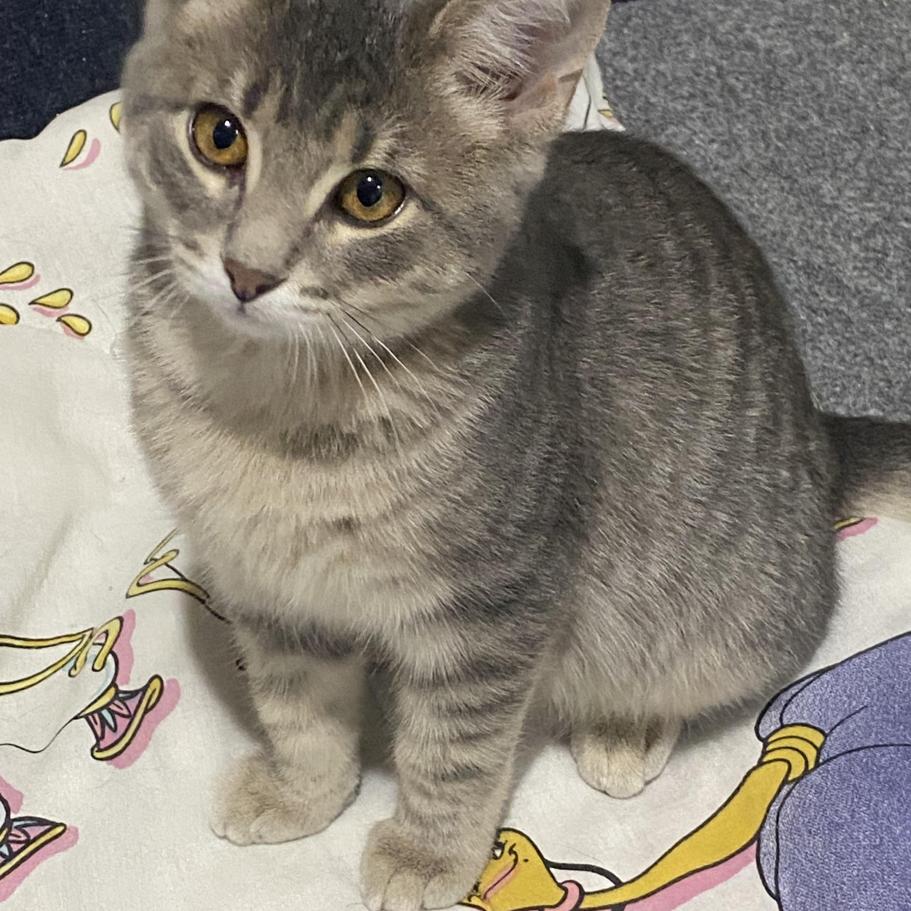 Firecracker - adorable energy Needs a kitty playmate, Adoptable, Kitten Male Domestic Medium Hair.
