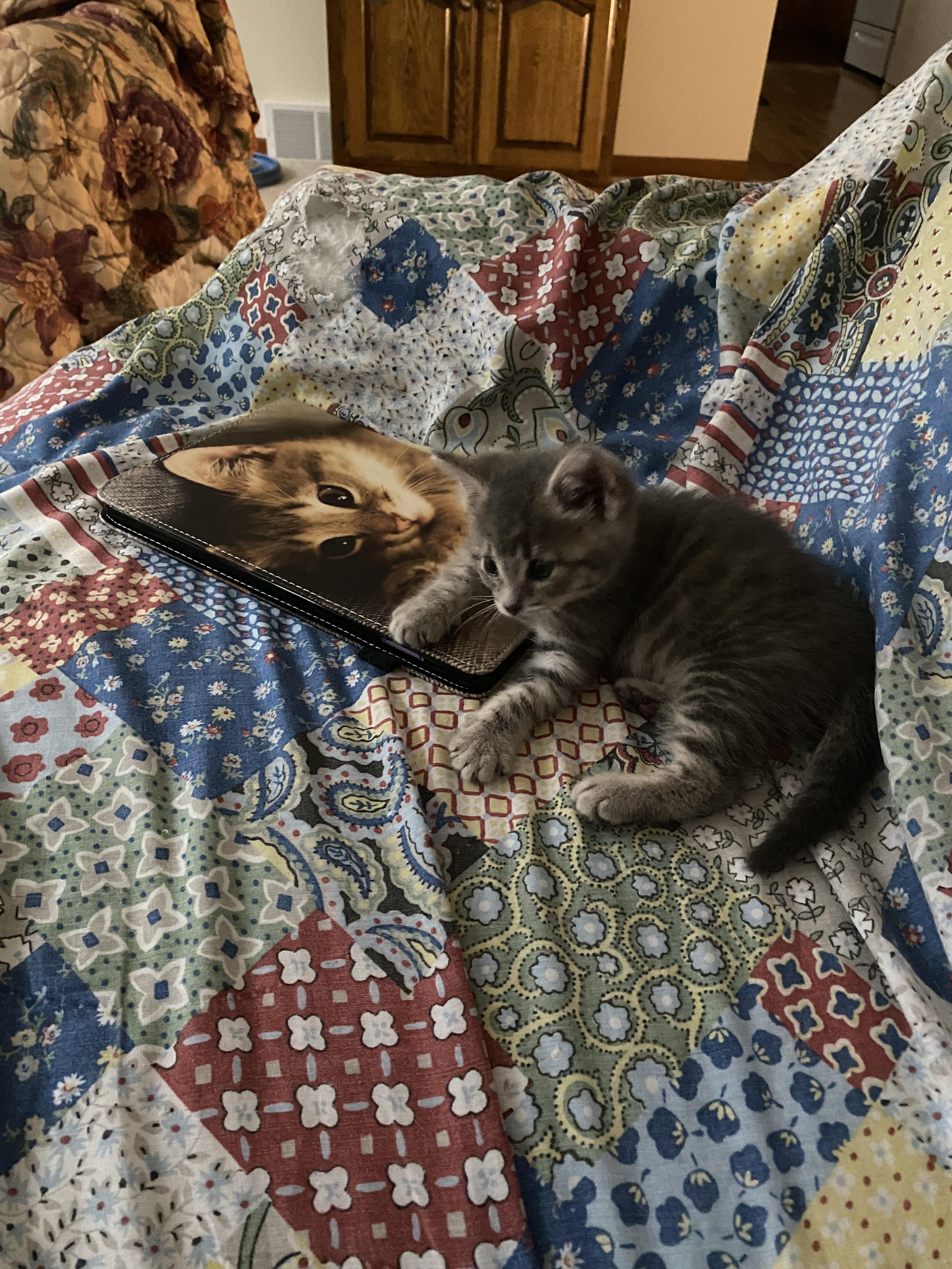 Firecracker - adorable energy, Adoptable, Kitten Male Domestic Medium Hair.