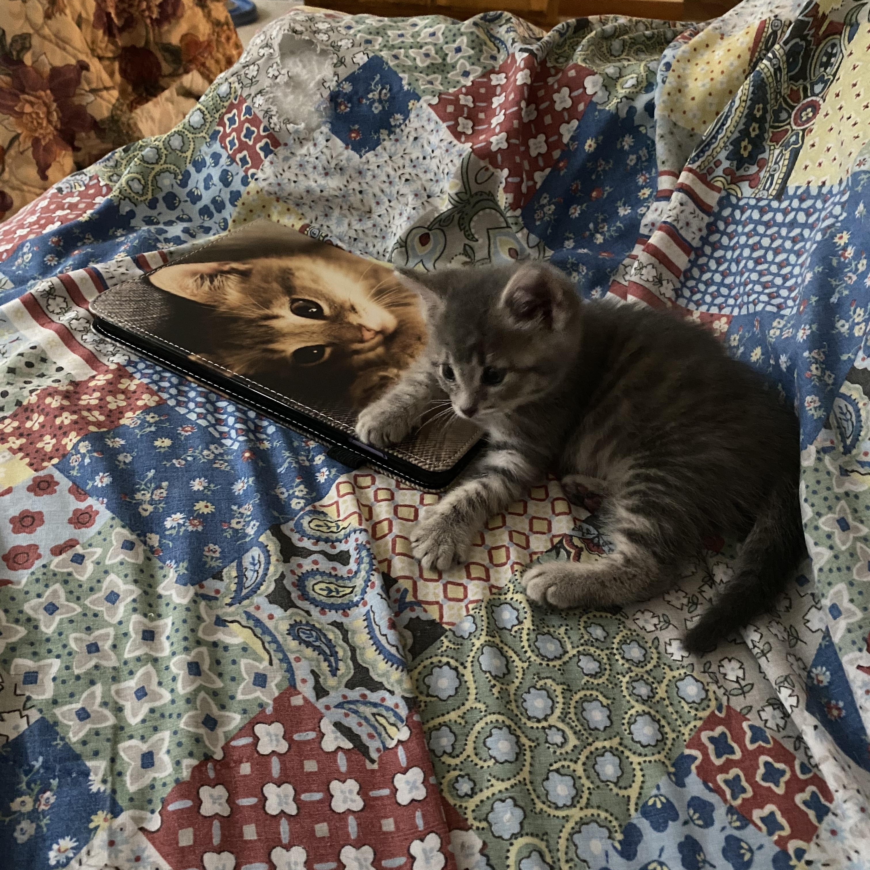 Enlarge Firecracker - adorable energy Needs a kitty playmate, a Adoptable Domestic Medium Hair in Macomb, MI image 2/3