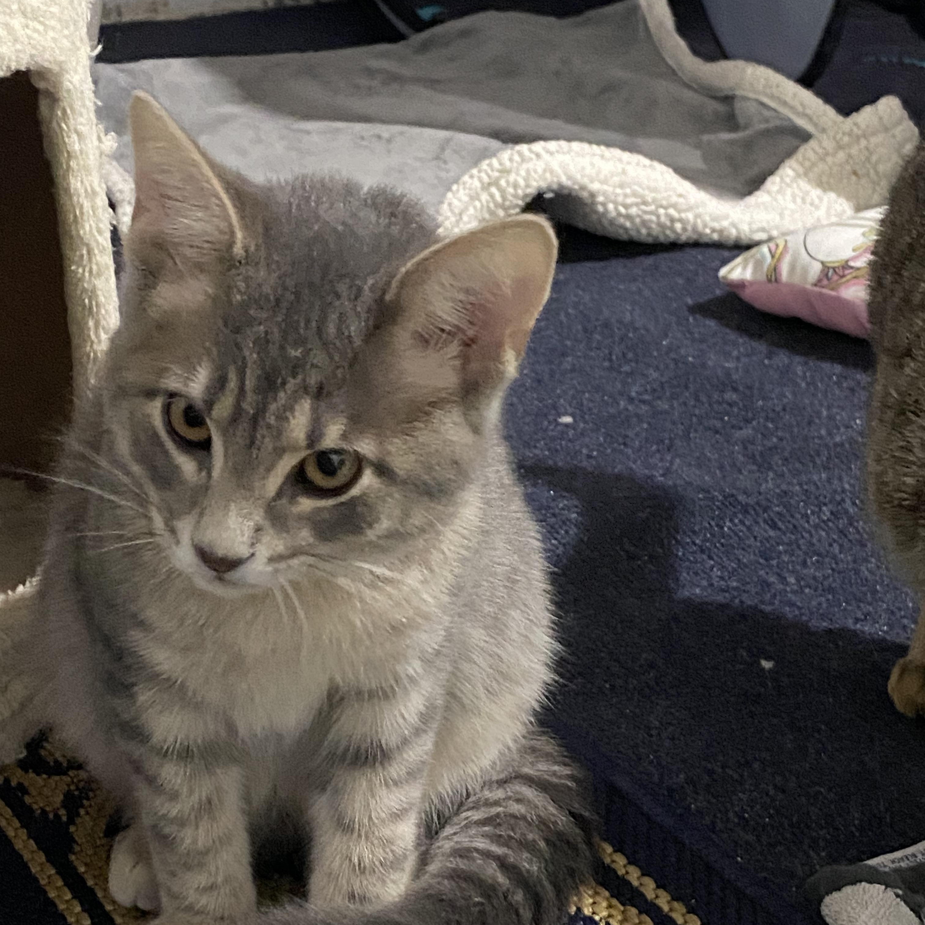 Enlarge Firecracker - adorable energy Needs a kitty playmate, a Adoptable Domestic Medium Hair in Macomb, MI image 5/5