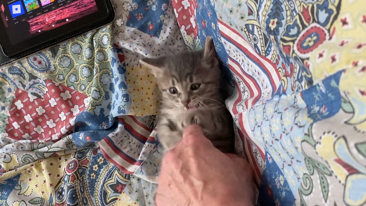 Enlarge Firecracker - adorable energy, a Adoptable Domestic Medium Hair in Macomb, MI video 3/3