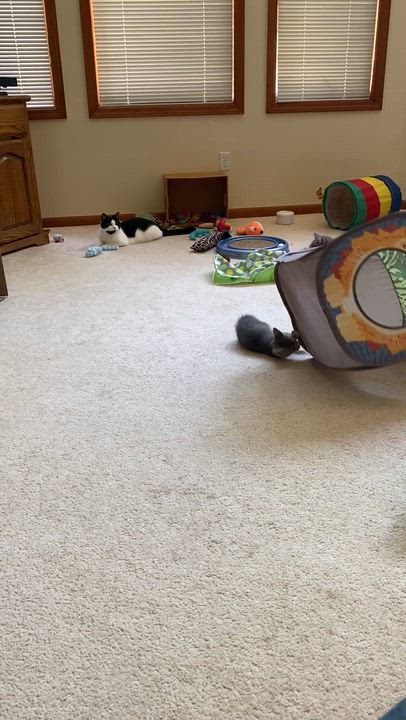 Enlarge Firecracker - adorable energy, a Adoptable Domestic Medium Hair in Macomb, MI video 2/3