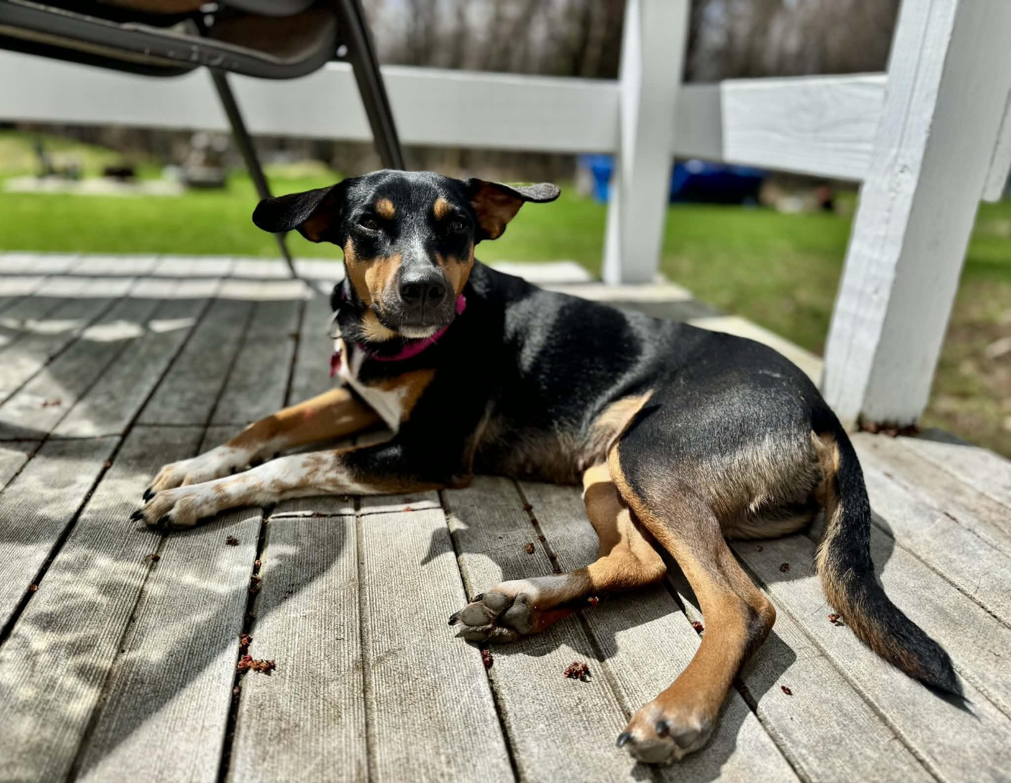 Enlarge AYESHA, a ADOPTABLE Mixed Breed in Essex Junction, VT image 2/6