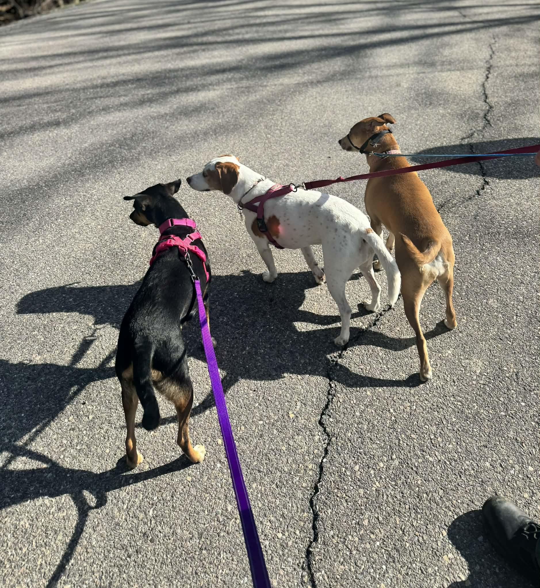 Enlarge AYESHA, a ADOPTABLE Mixed Breed in Essex Junction, VT image 5/6