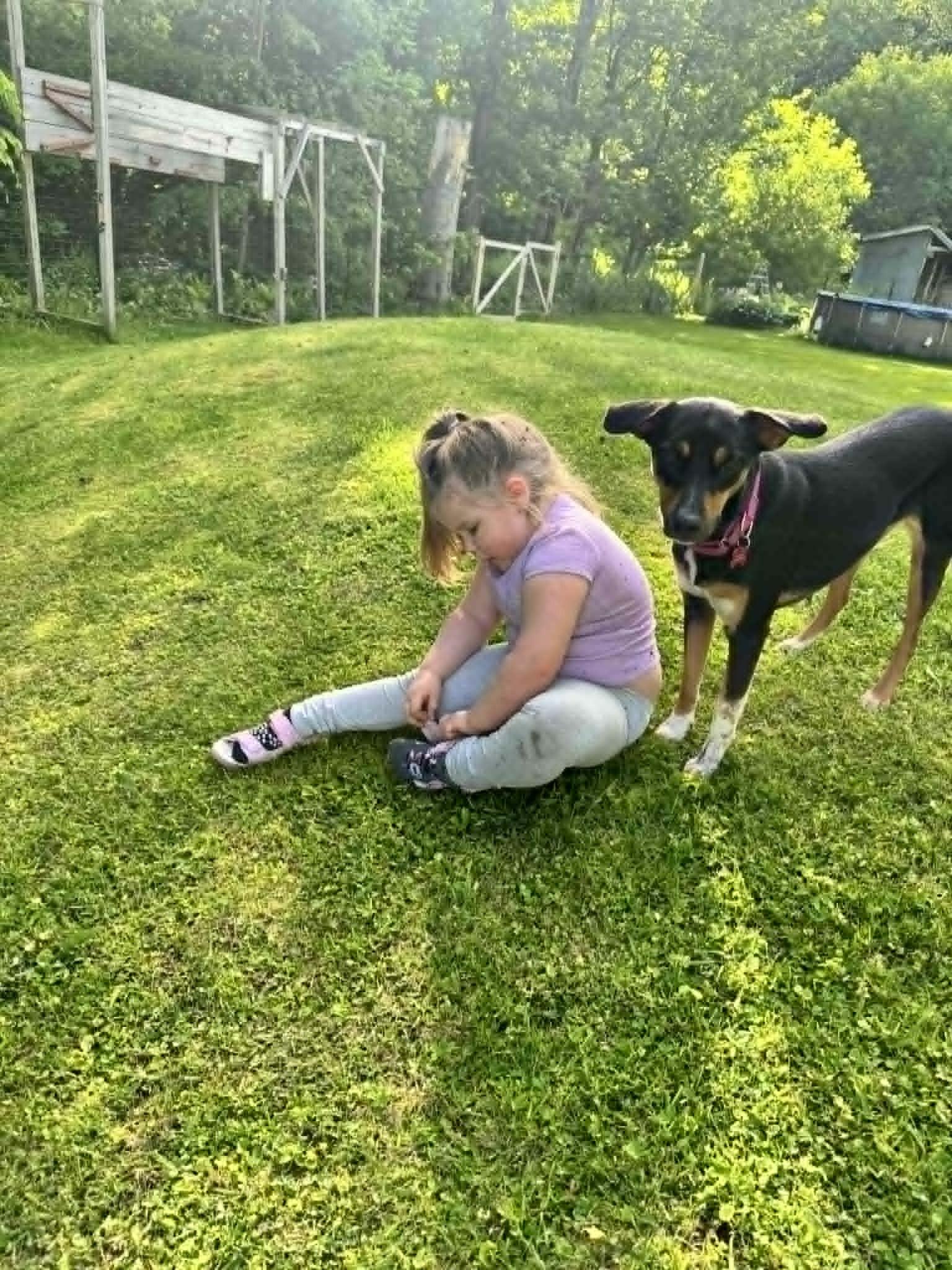AYESHA, an adopted Mixed Breed in Essex Junction, VT image 4/6