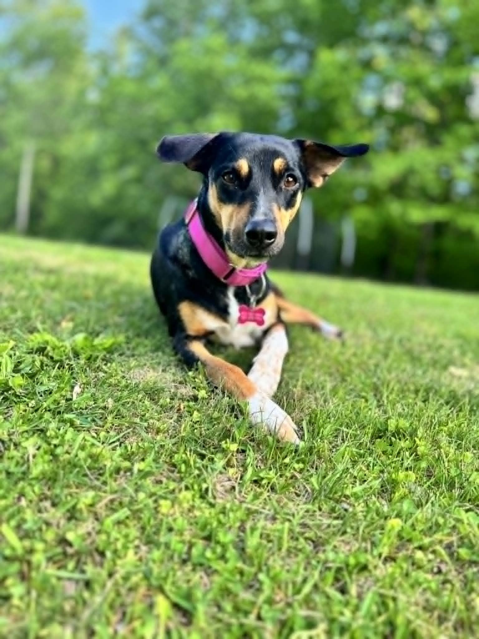 AYESHA, adopted, Adult Female Mixed Breed.