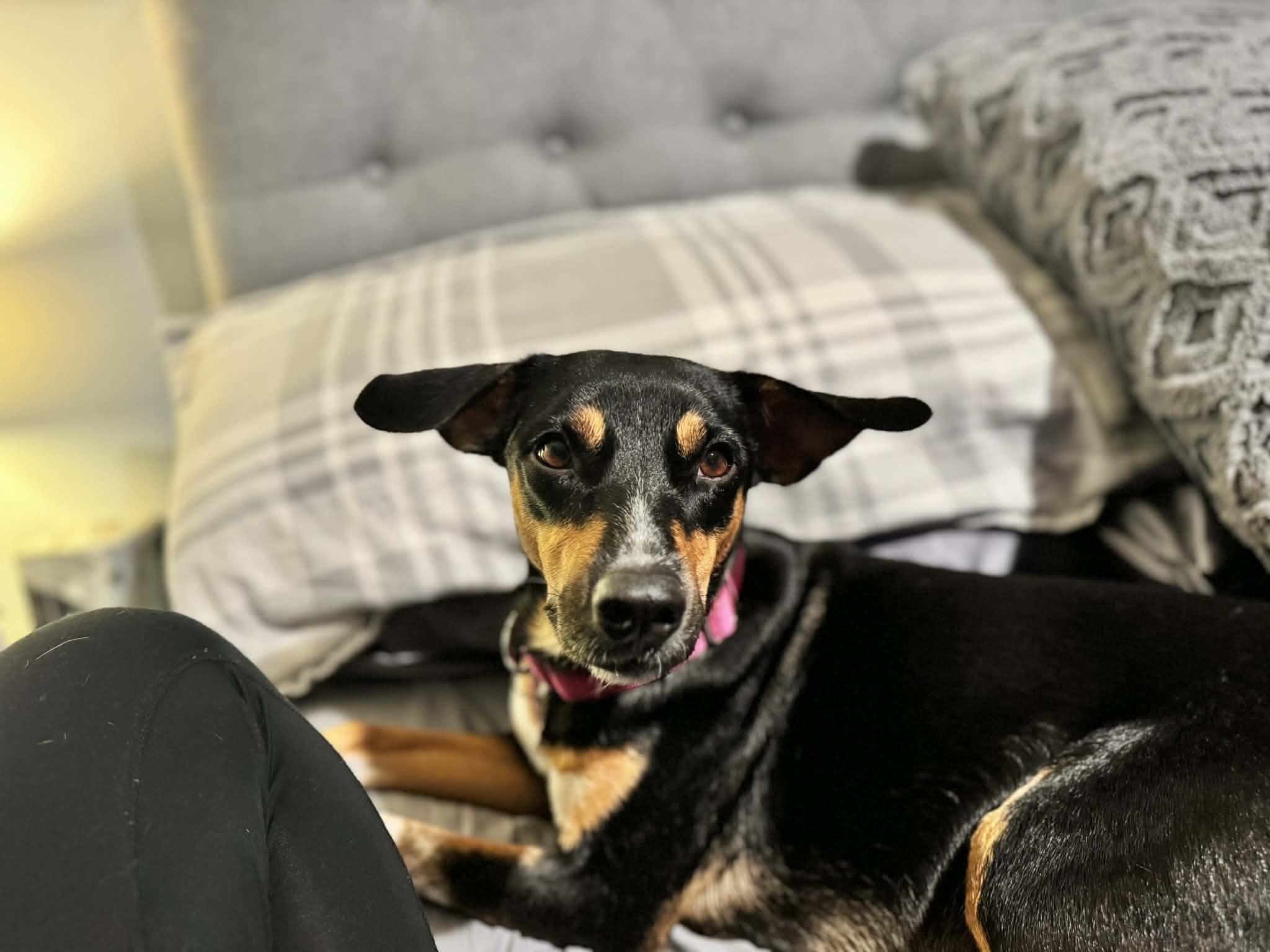 Enlarge AYESHA, a ADOPTABLE Mixed Breed in Essex Junction, VT image 3/6