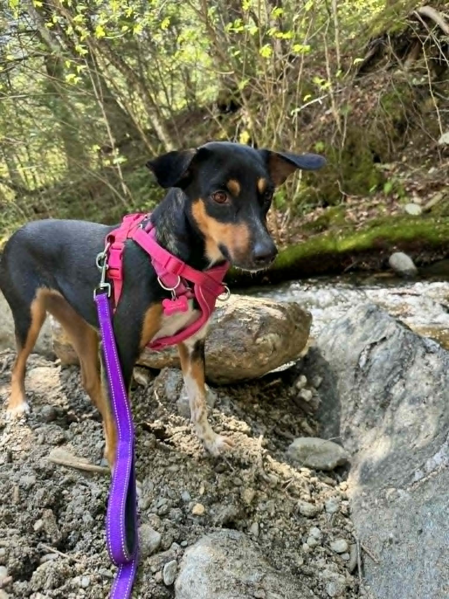 AYESHA, an adopted Mixed Breed in Essex Junction, VT image 5/6