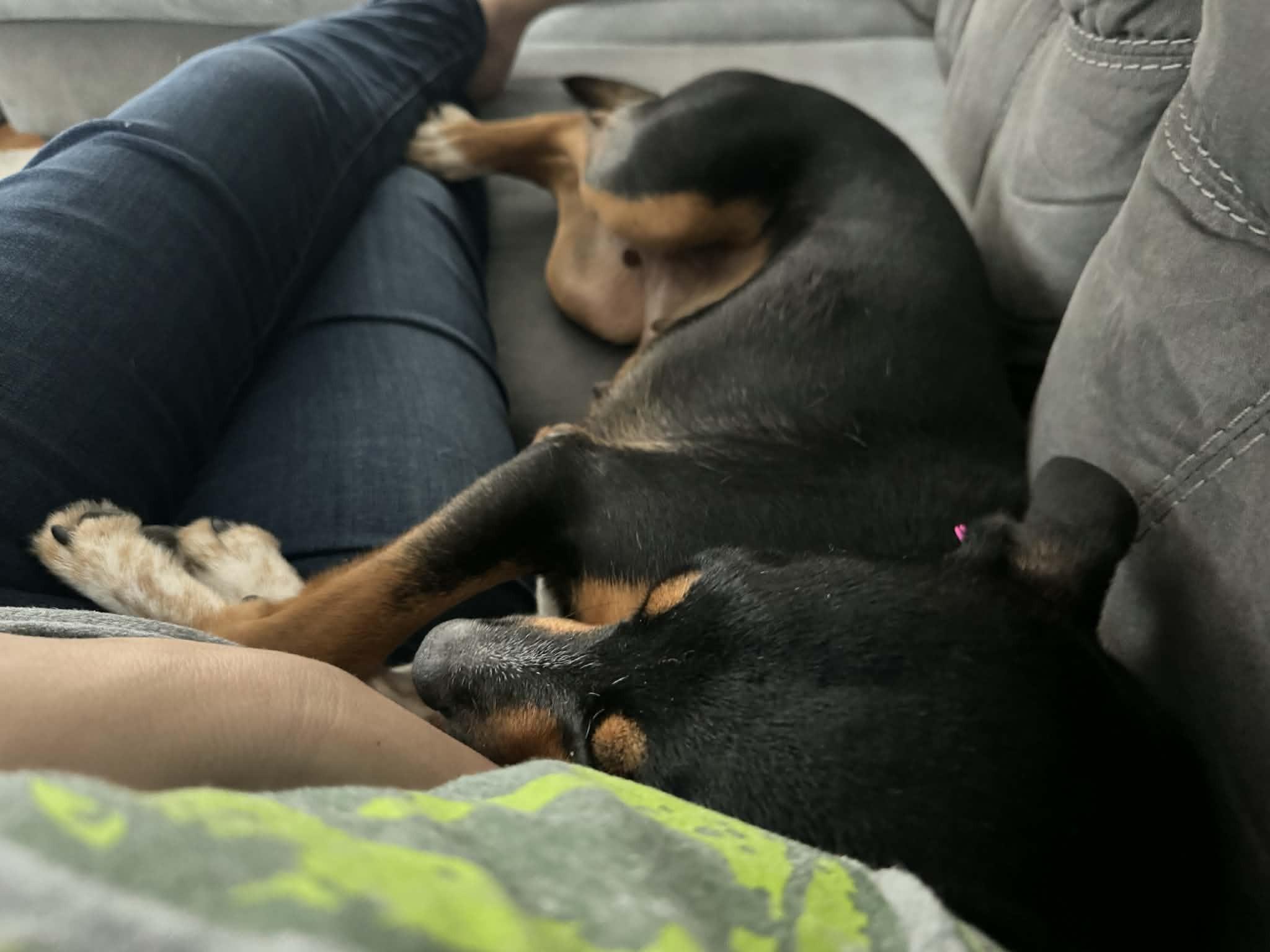 Enlarge AYESHA, a ADOPTABLE Mixed Breed in Essex Junction, VT image 6/6