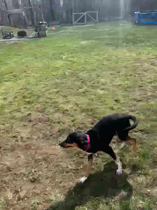 Enlarge AYESHA, a ADOPTABLE Mixed Breed in Essex Junction, VT video 4/6