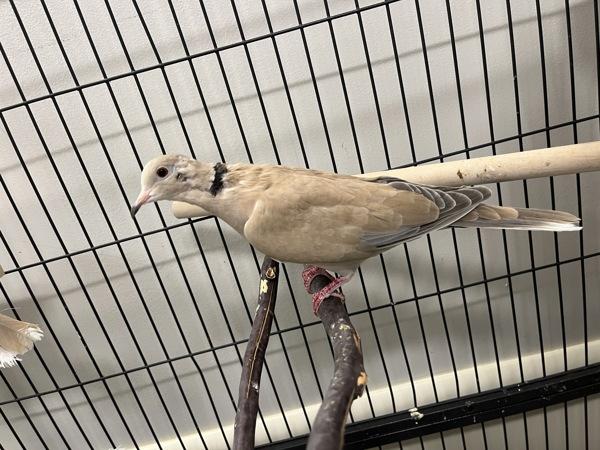 Enlarge Bagpipe (Cage 2), a Adoptable mixed breed in Stratham, NH image 1/1