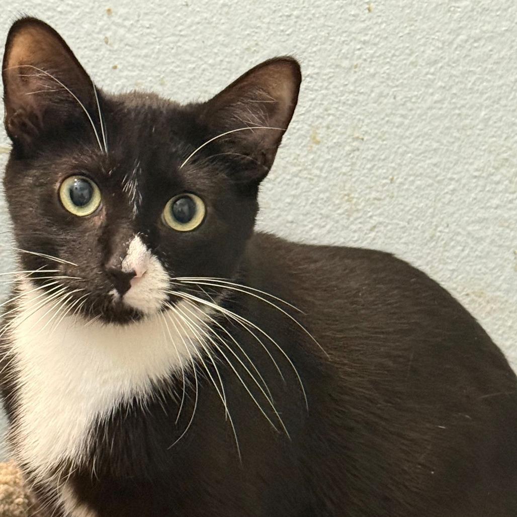 Enlarge Sebastian, a Adoptable Domestic Short Hair in Boston, MA image 1/1