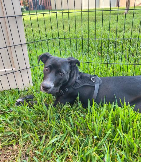 Enlarge Layla, a Adoptable mixed breed in Lutz, FL image 2/4