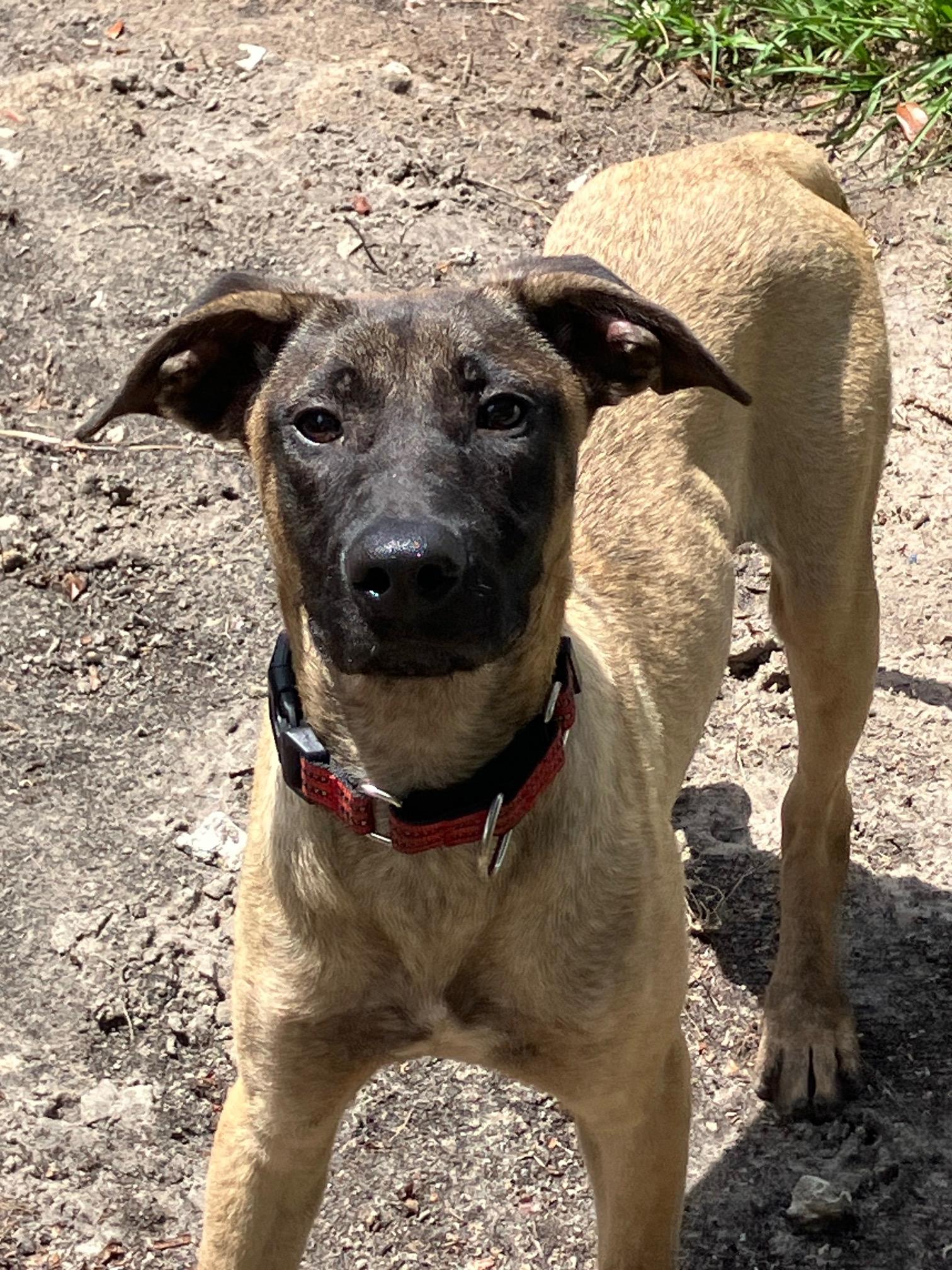 Jason, Adoptable, Young Male Belgian Shepherd / Malinois.