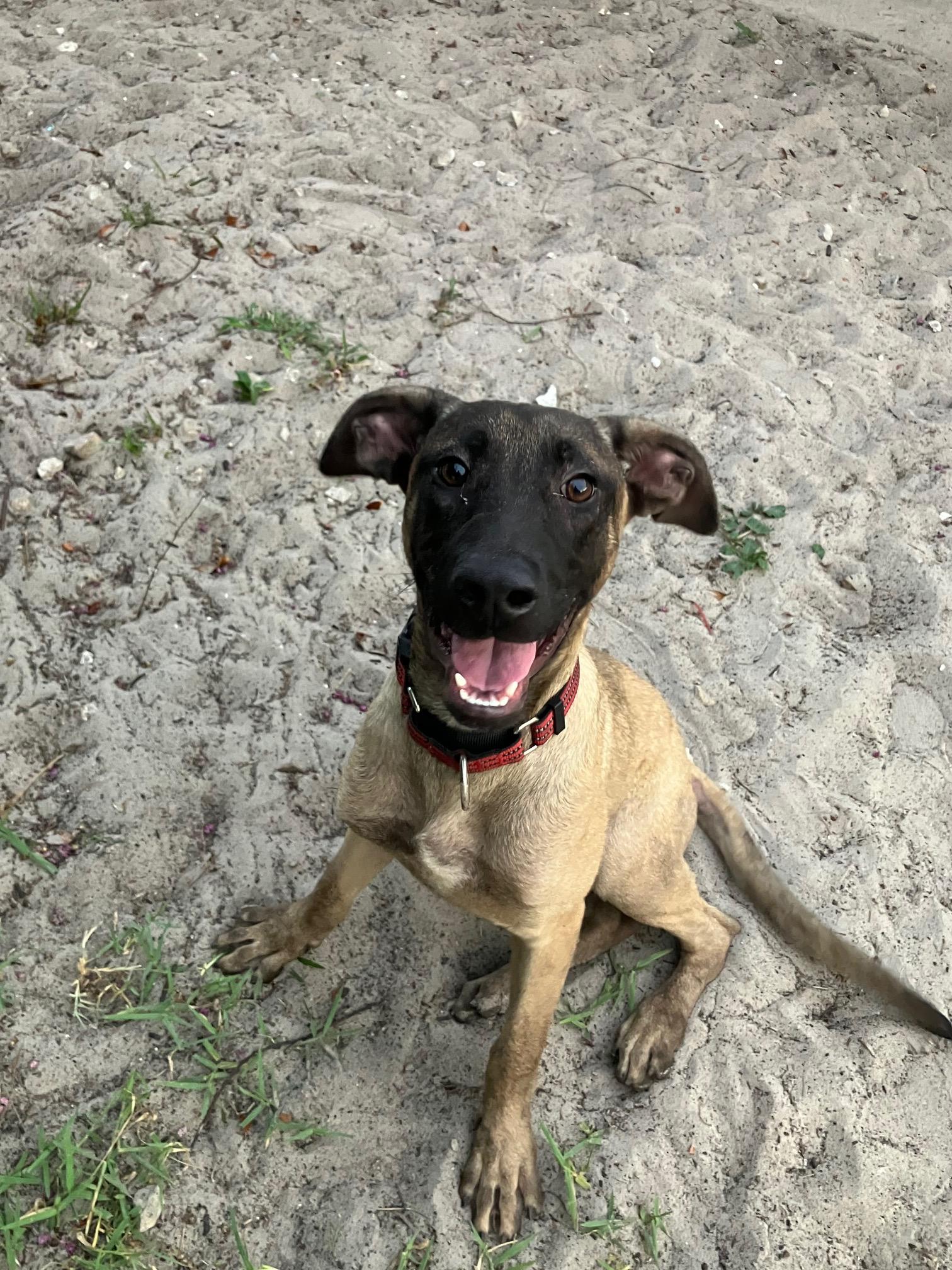 Jason, a Adoptable mixed breed in Bradenton, FL image 2/6