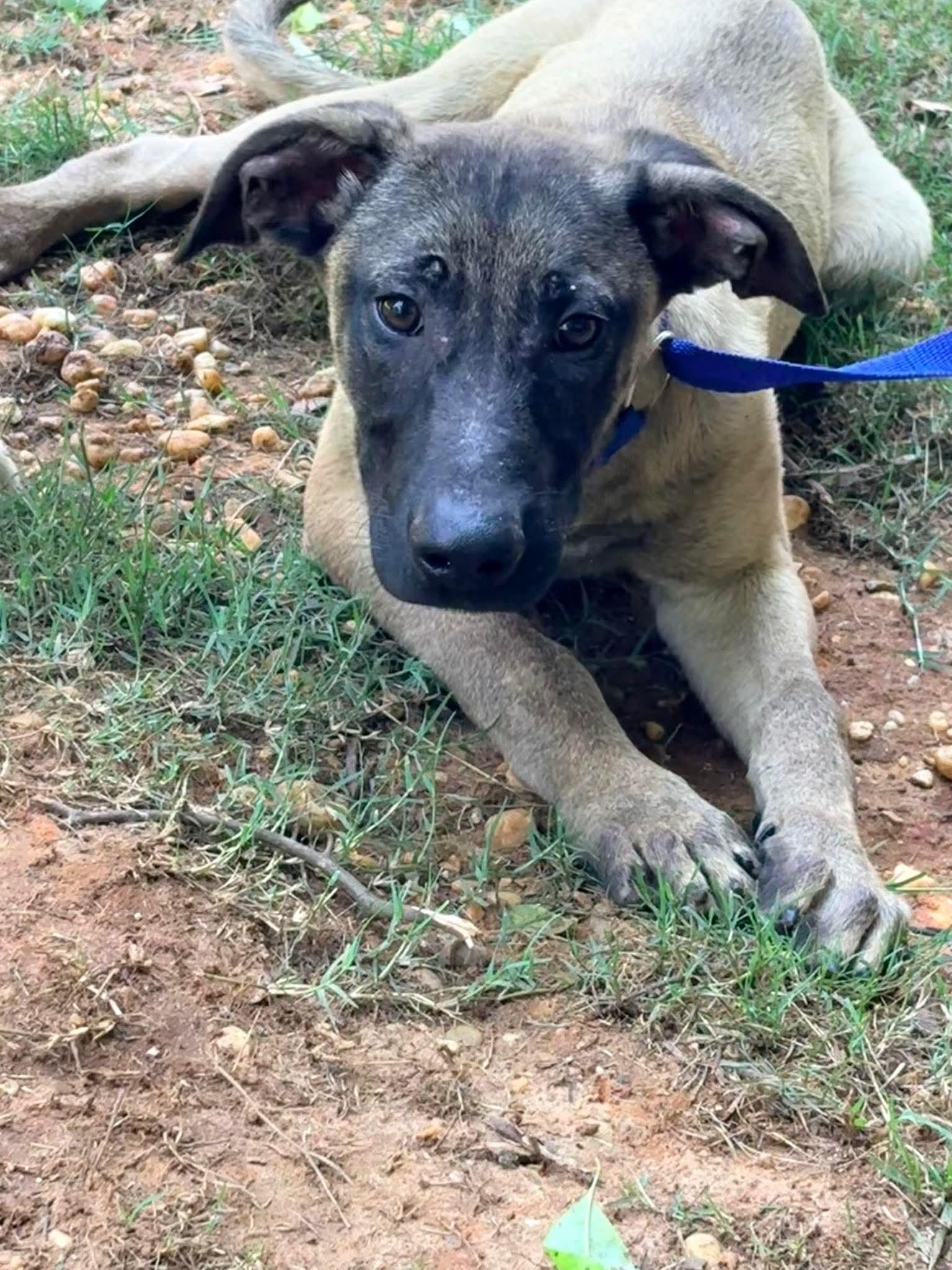 Jason, a Adoptable mixed breed in Bradenton, FL image 1/6