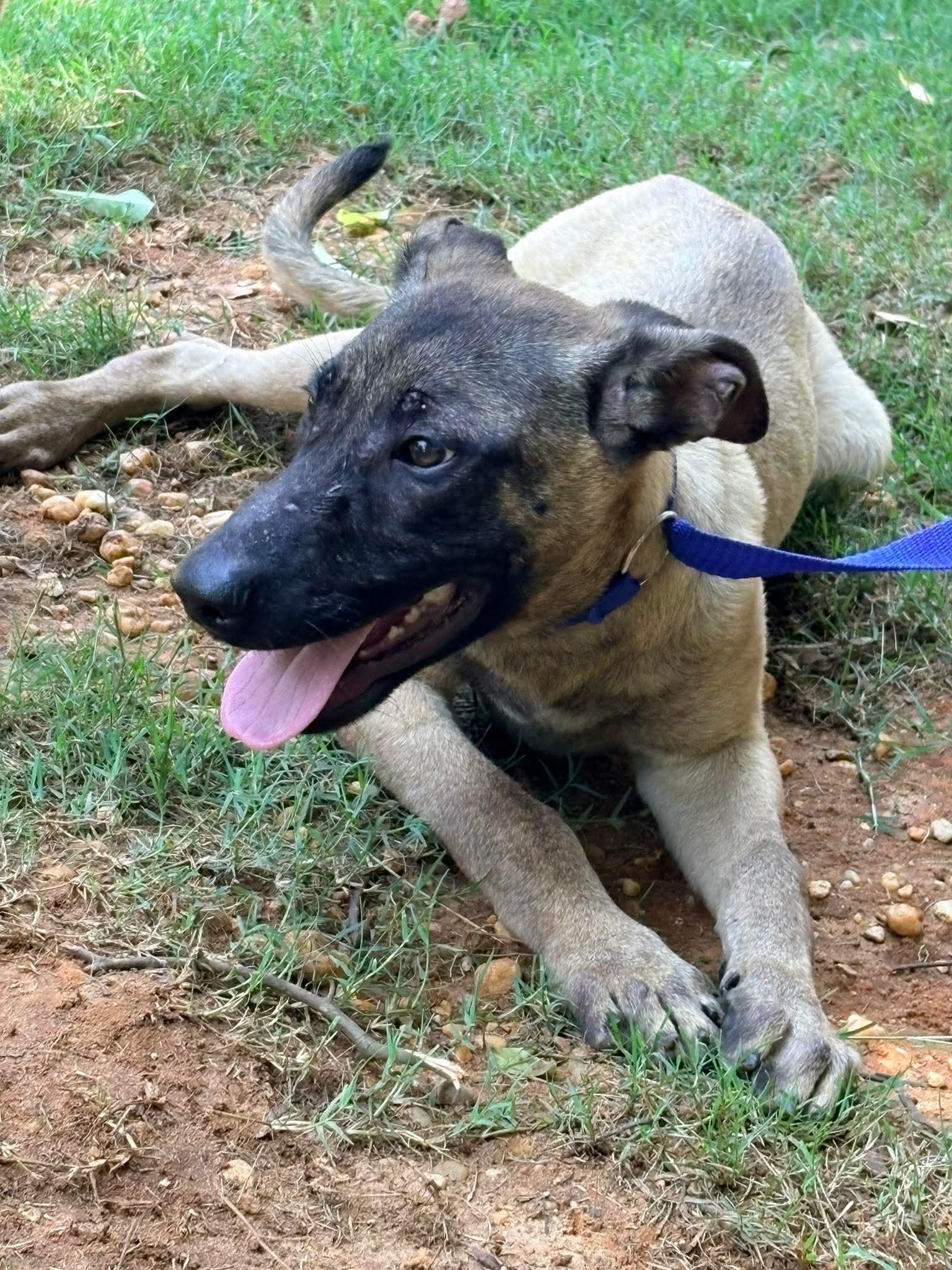 Jason, a Adoptable mixed breed in Bradenton, FL image 2/6