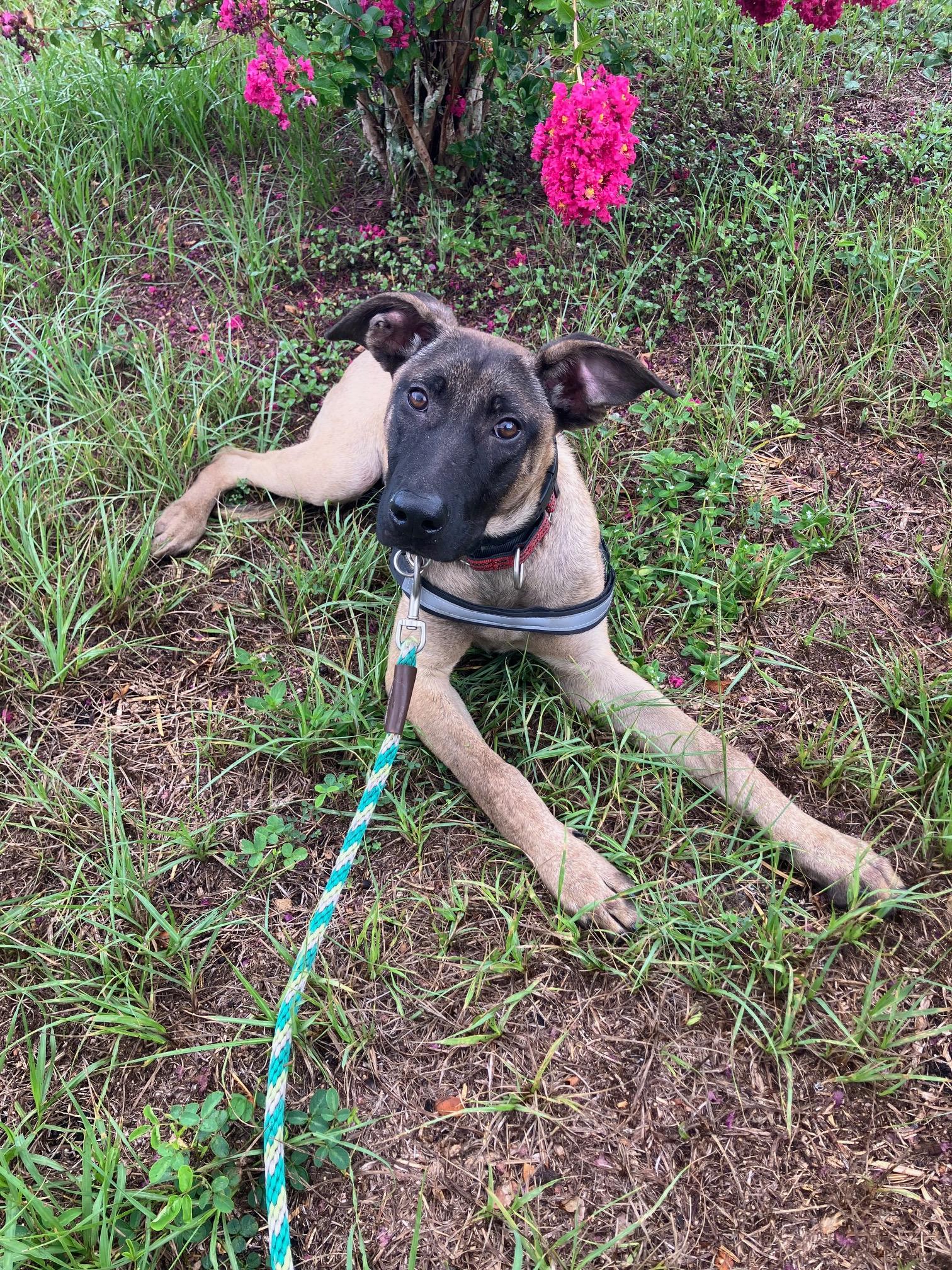 Jason, a Adoptable mixed breed in Bradenton, FL image 3/6