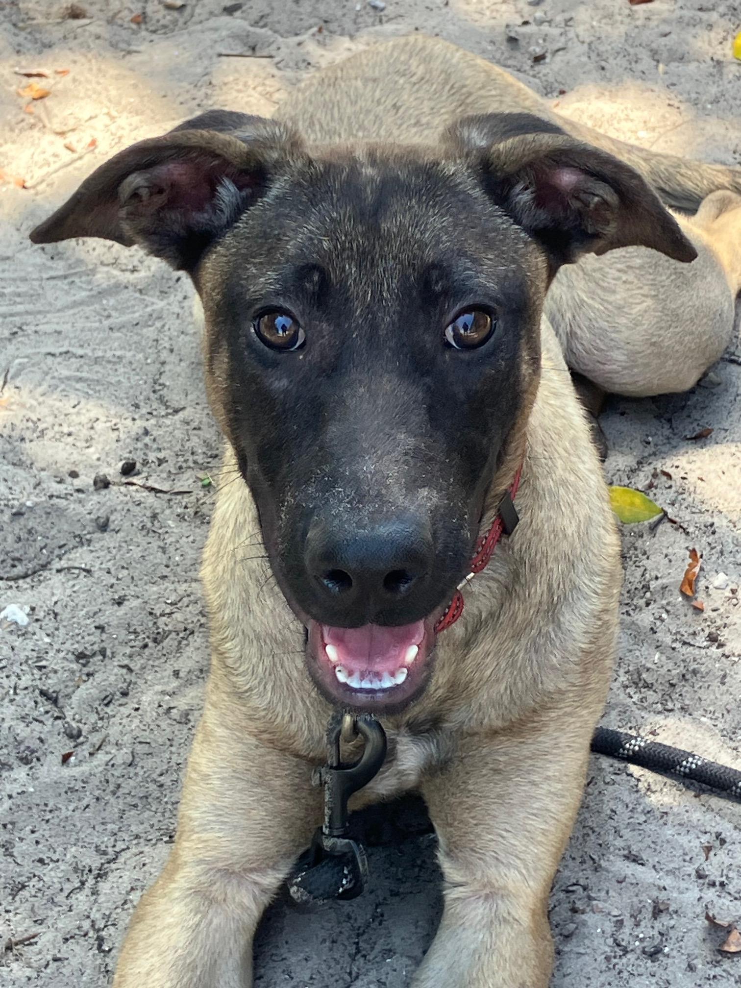 Jason, a Adoptable mixed breed in Bradenton, FL image 4/6