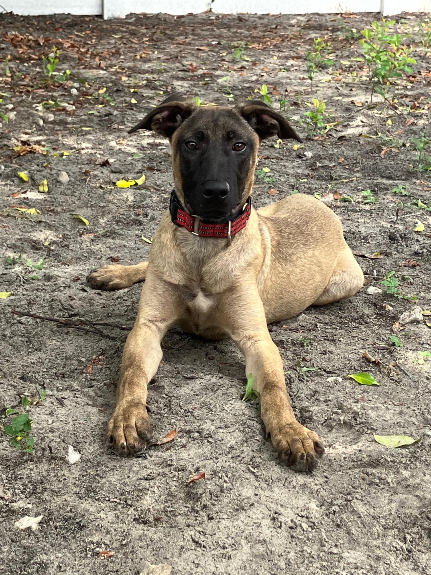 Jason, a Adoptable mixed breed in Bradenton, FL image 5/6