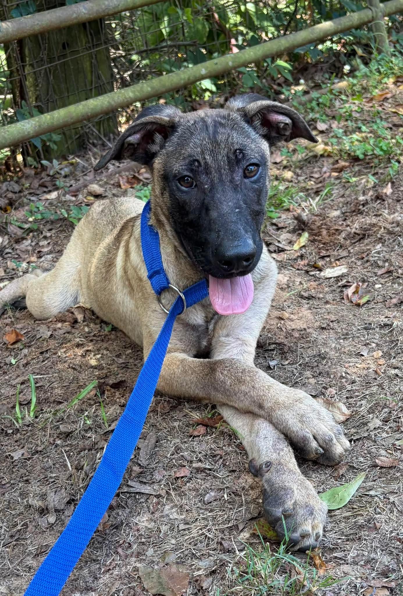 Jason, a Adoptable mixed breed in Bradenton, FL image 4/6