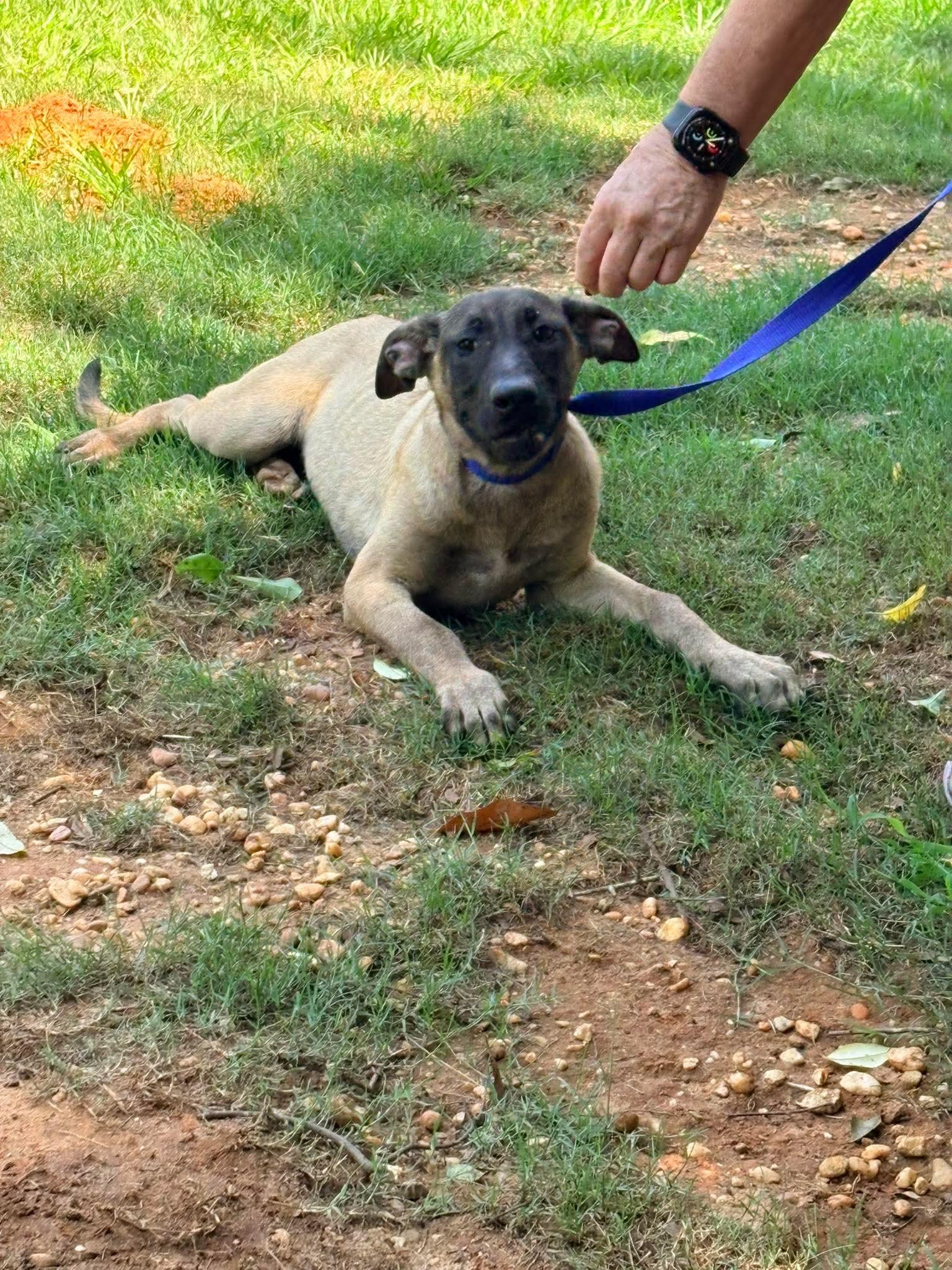 Jason, a Adoptable mixed breed in Bradenton, FL image 5/6