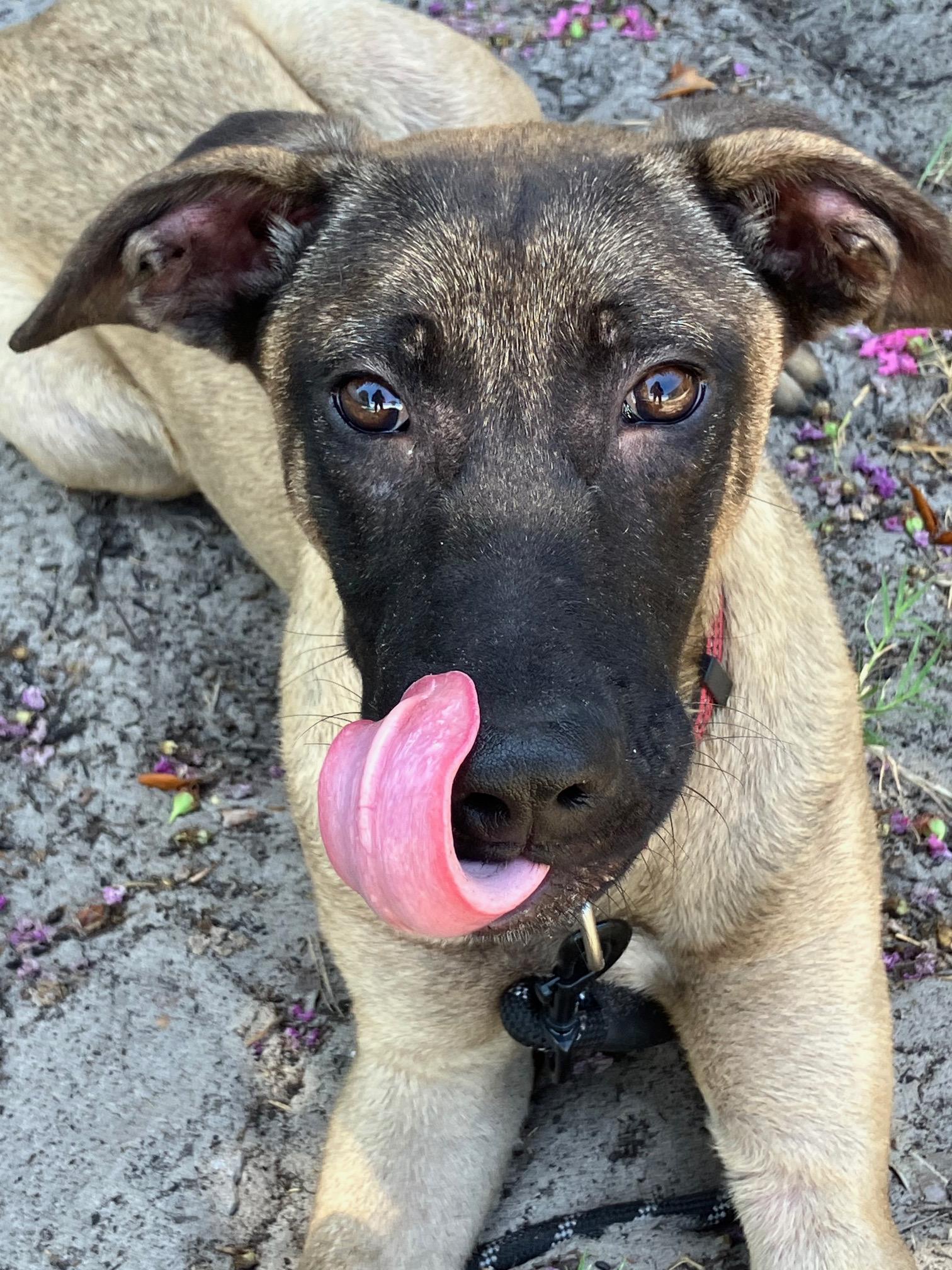 Jason, a Adoptable mixed breed in Bradenton, FL image 6/6