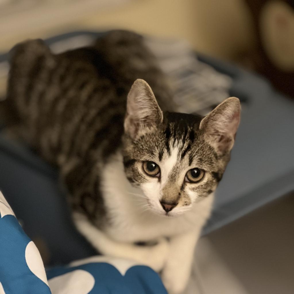 Enlarge Toph, a Adoptable Domestic Short Hair in Winchester, VA image 1/3