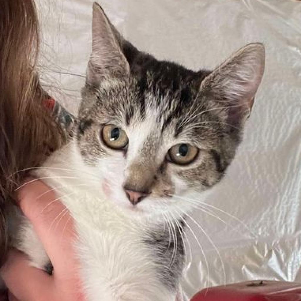 Enlarge Toph, a Adoptable Domestic Short Hair in Winchester, VA image 2/3