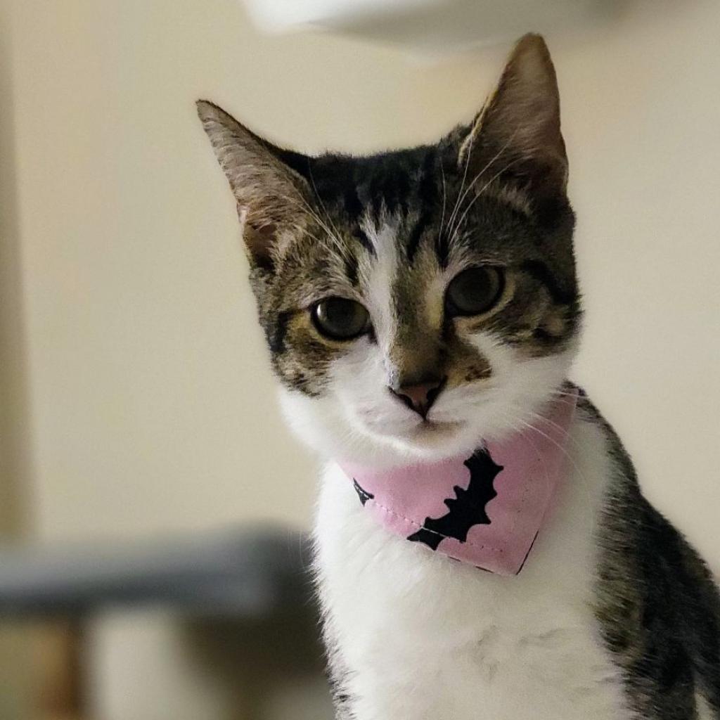 Enlarge Toph, a Adoptable Domestic Short Hair in Winchester, VA image 3/3