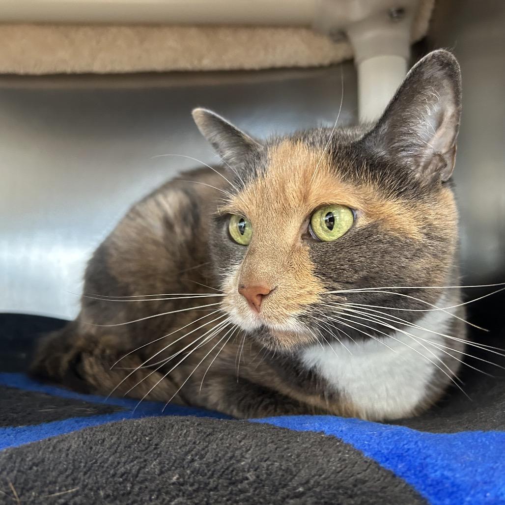 Valentine, Adoptable, Senior Female Domestic Short Hair.