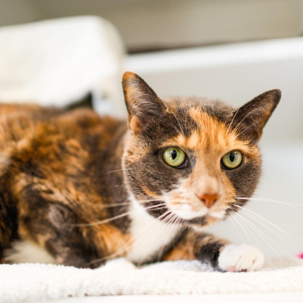 Enlarge Valentine, a Adoptable Domestic Short Hair in Dover, NH image 2/6