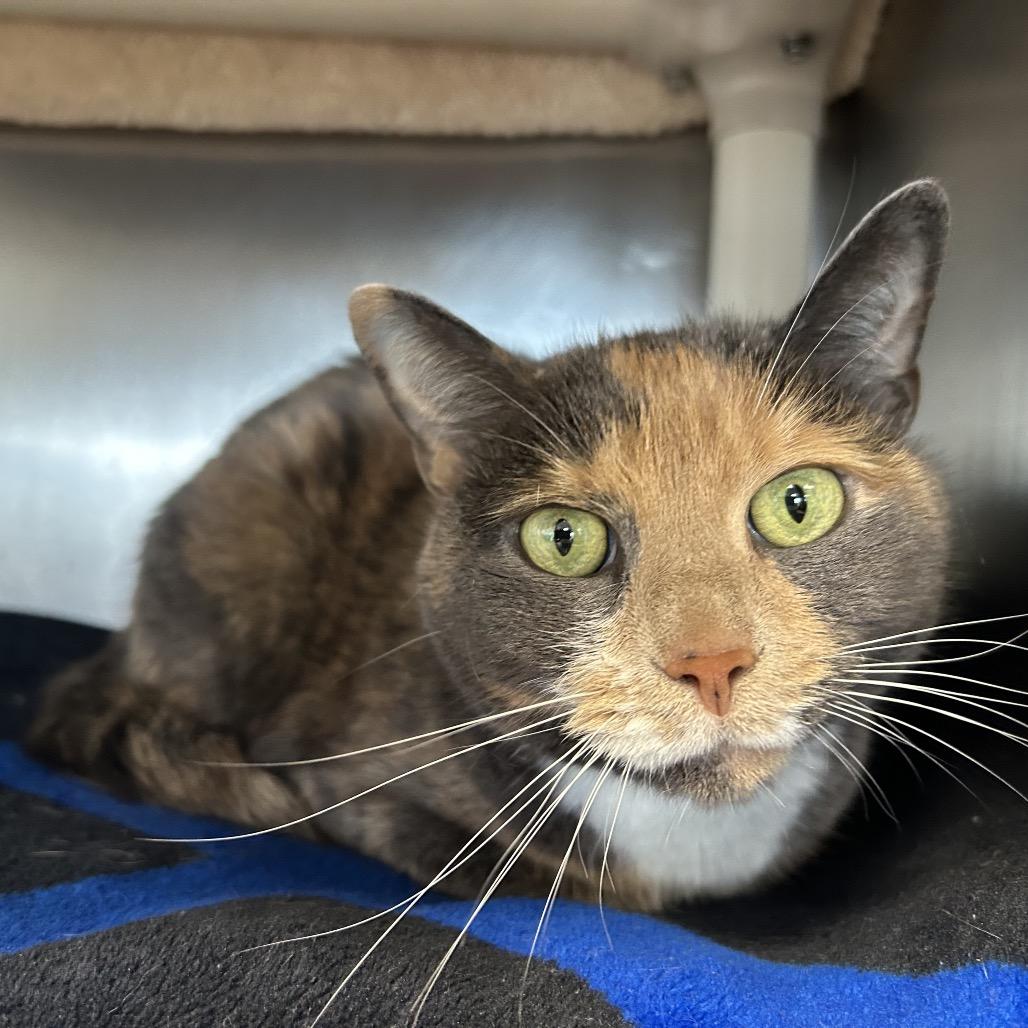 Enlarge Valentine, a Adoptable Domestic Short Hair in Dover, NH image 3/6