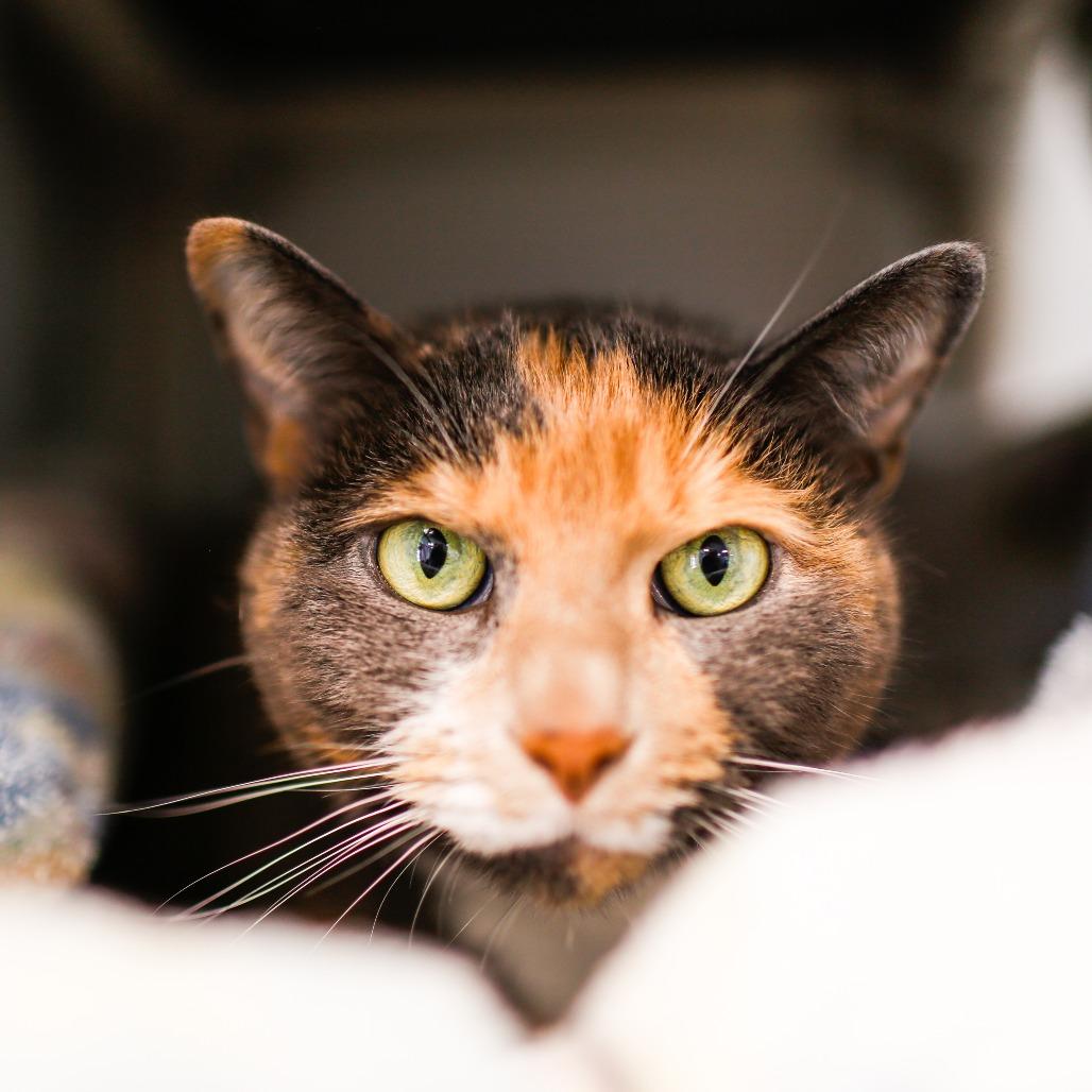 Enlarge Valentine, a Adoptable Domestic Short Hair in Dover, NH image 4/6